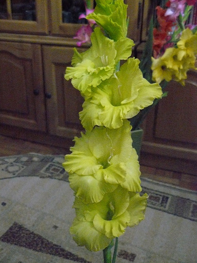 P1010673 - Gladiole