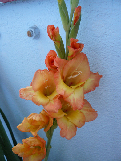 P1010696 - Gladiole