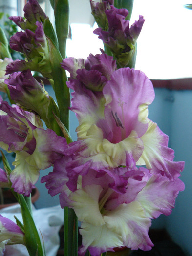 P1010698 - Gladiole