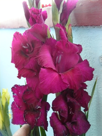 P1010701 - Gladiole