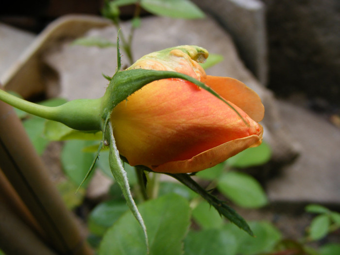 Ambridge Rose (AUSwonder); Shrub(arbust),floare medie,dubla,parfum mediu-puternic,(4 din 5 puncte),h0,75-1,05m

