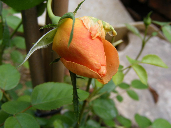 Ambridge Rose (AUSwonder); Shrub(arbust),floare medie,dubla,parfum mediu-puternic,(4 din 5 puncte),h0,75-1,05m
