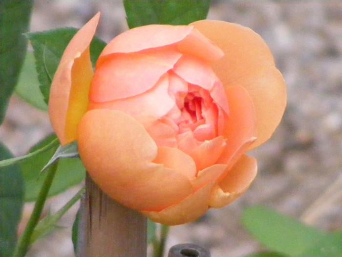 Ambridge Rose (AUSwonder); Shrub(arbust),floare medie,dubla,parfum mediu-puternic,(4 din 5 puncte),h0,75-1,05m
