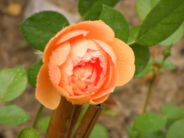 Ambridge Rose (AUSwonder); Shrub(arbust),floare medie,dubla,parfum mediu-puternic,(4 din 5 puncte),h0,75-1,05m
