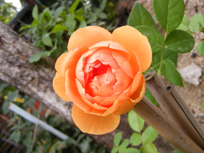Ambridge Rose (AUSwonder); Shrub(arbust),floare medie,dubla,parfum mediu-puternic,(4 din 5 puncte),h0,75-1,05m
