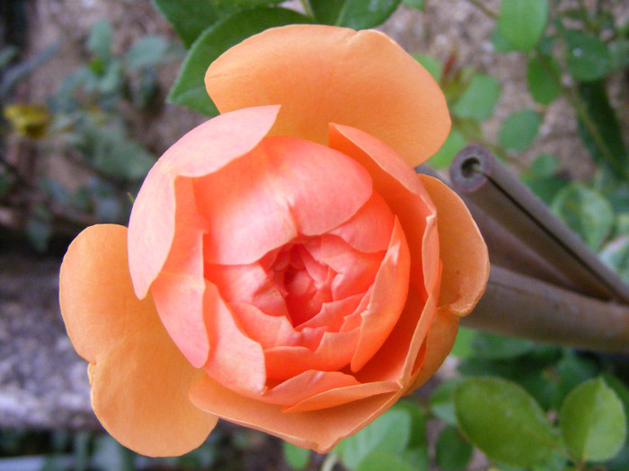 Ambridge Rose (AUSwonder); Shrub(arbust),floare medie,dubla,parfum mediu-puternic,(4 din 5 puncte),h0,75-1,05m
