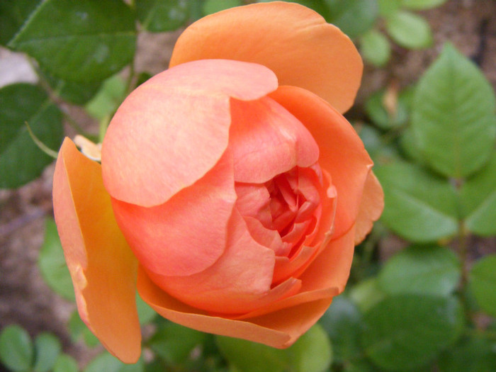 Ambridge Rose (AUSwonder); Shrub(arbust),floare medie,dubla,parfum mediu-puternic,(4 din 5 puncte),h0,75-1,05m
