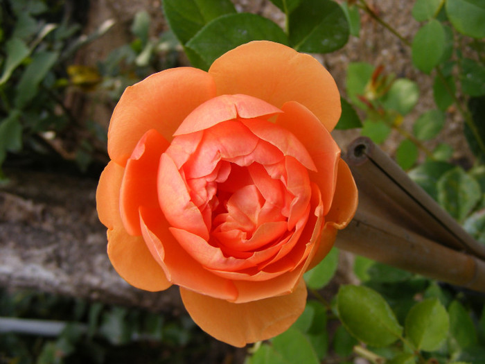 Ambridge Rose (AUSwonder); Shrub(arbust),floare medie,dubla,parfum mediu-puternic,(4 din 5 puncte),h0,75-1,05m
