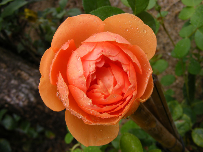 Ambridge Rose (AUSwonder); Shrub(arbust),floare medie,dubla,parfum mediu-puternic,(4 din 5 puncte),h0,75-1,05m
