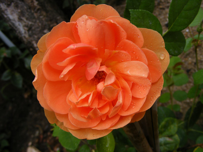 Ambridge Rose (AUSwonder); Shrub(arbust),floare medie,dubla,parfum mediu-puternic,(4 din 5 puncte),h0,75-1,05m
