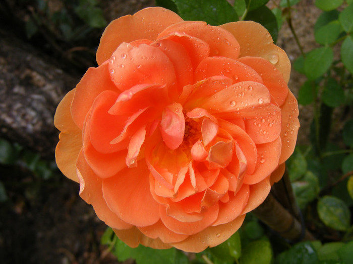 Ambridge Rose (AUSwonder); Shrub(arbust),floare medie,dubla,parfum mediu-puternic,(4 din 5 puncte),h0,75-1,05m
