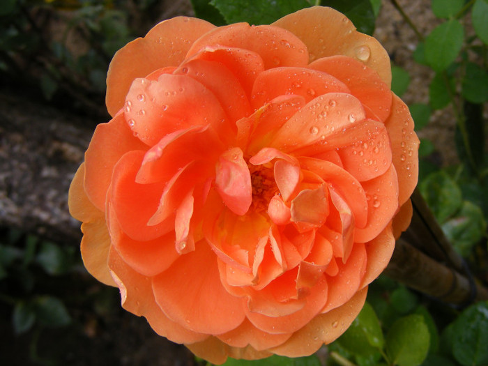 Ambridge Rose (AUSwonder); Shrub(arbust),floare medie,dubla,parfum mediu-puternic,(4 din 5 puncte),h0,75-1,05m
