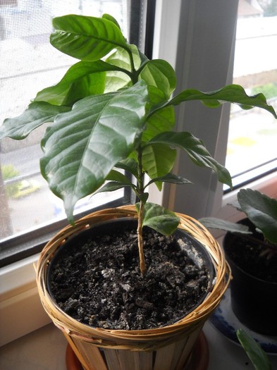 arbore de cafea de la MEME - FLORI DIVERSE