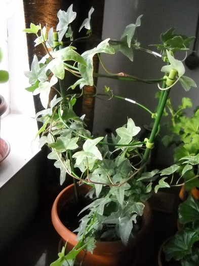 Iedera de la Meme din baie - FLORI DIVERSE