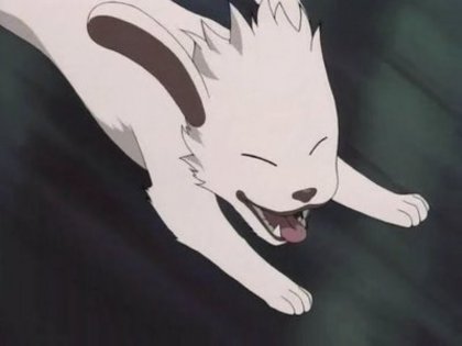  - club Kiba Inuzuka shi Akamaru