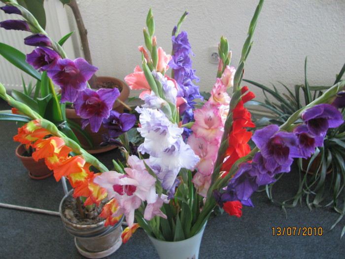 Gladiole din gradina; Gladiole de la noi
