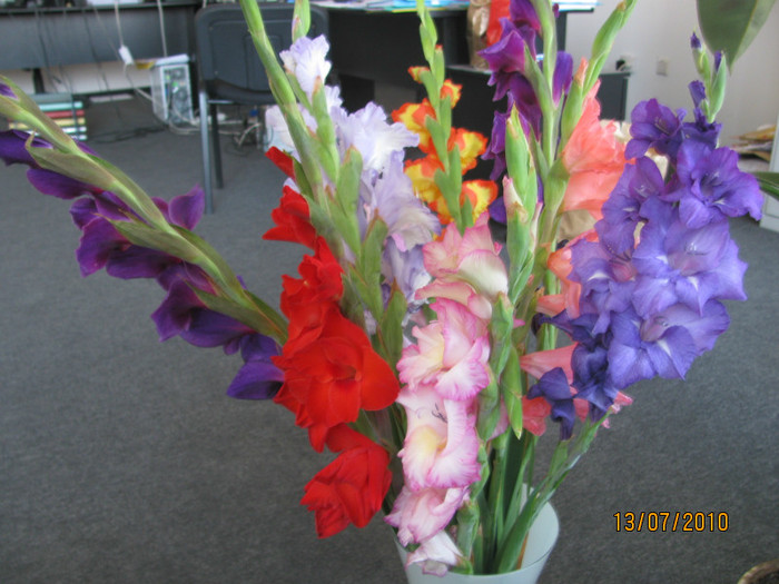 Gladiole din gradina; Gladiole de la noi
