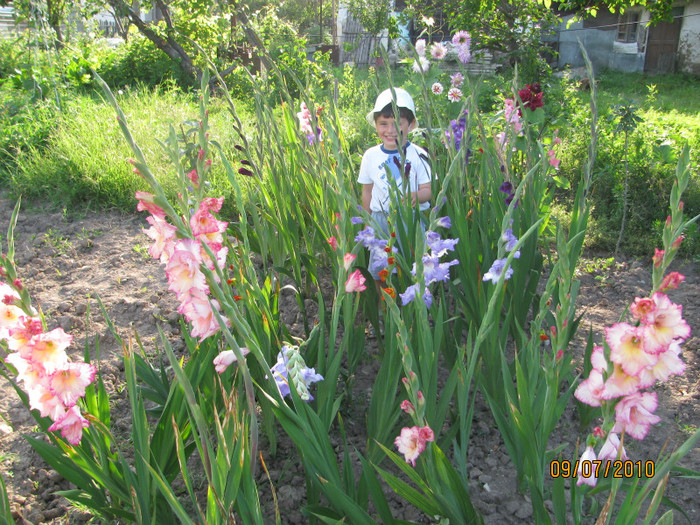 Gladiole
