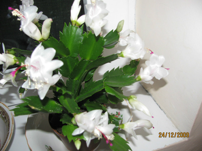 Schlumbergera alba