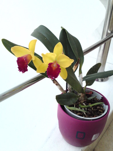 feb 2011; acu pe moarte :((  o am de 3 ani dar am dus-o la servici si au rupt-o - Cattleya