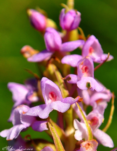 orhidute