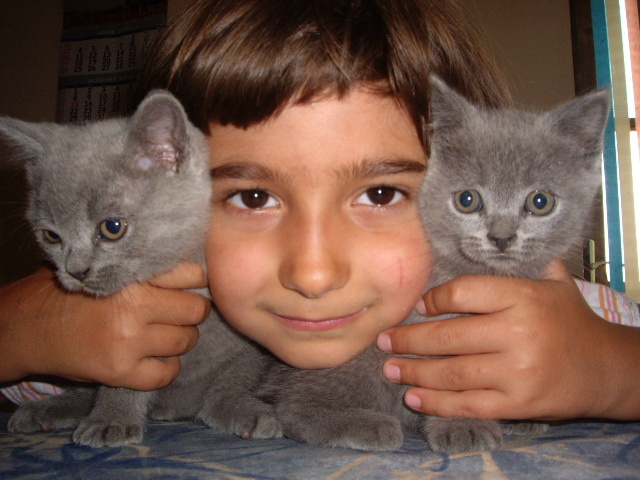 british shorthair; azi 25.07.11
