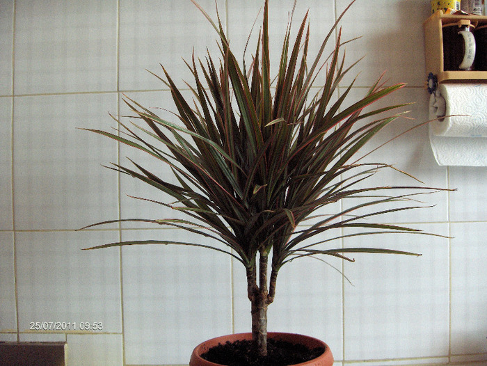 DRACAENA MARG BICOLOR