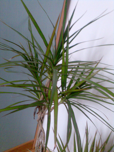 Dracaena Marginata Green,