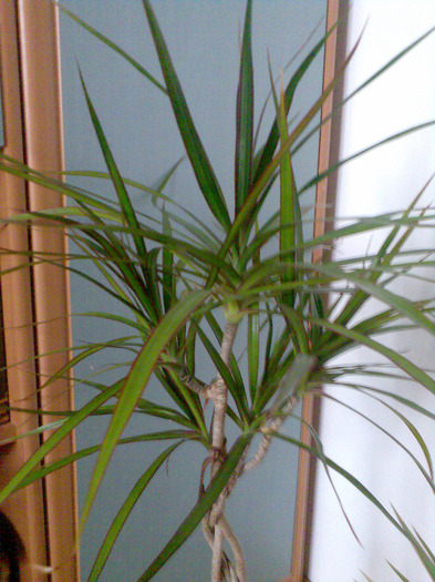 Dracaena Marginata Green,