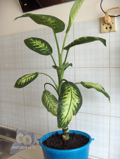 dieffenbachia