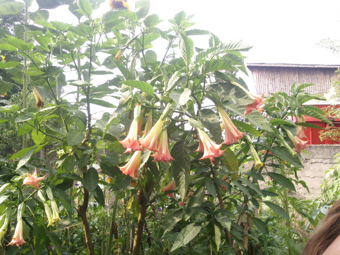 Photo0260 - Datura Inflorita 2011