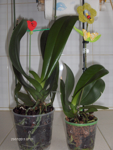 asteptam sa inflorim