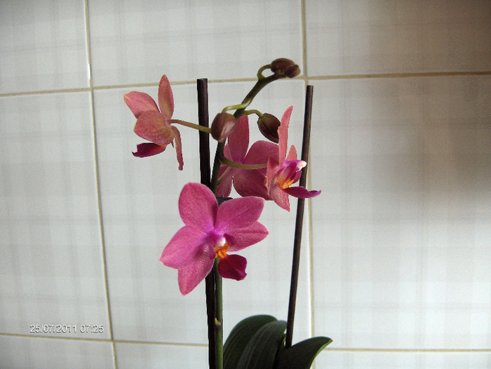 revolutionara reinflorita la mine