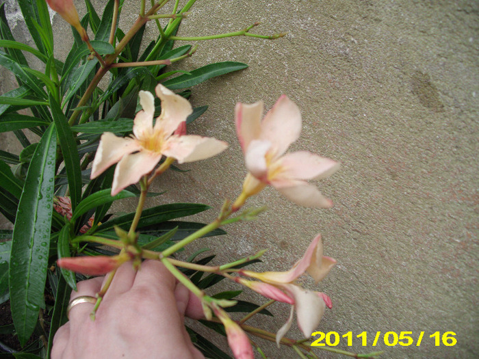 somon simplu - flori