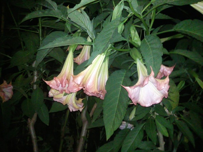 Photo0252 - Datura Inflorita 2011