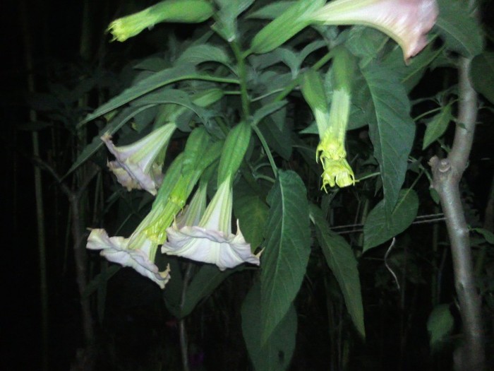 Photo0253 - Datura Inflorita 2011