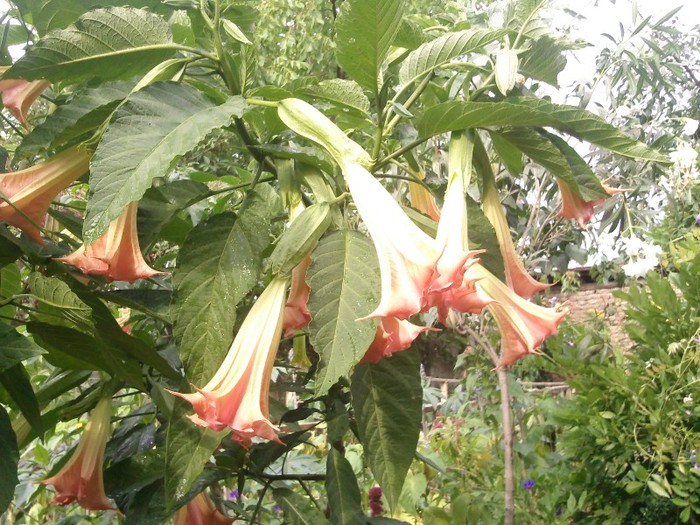 Photo0255 - Datura Inflorita 2011