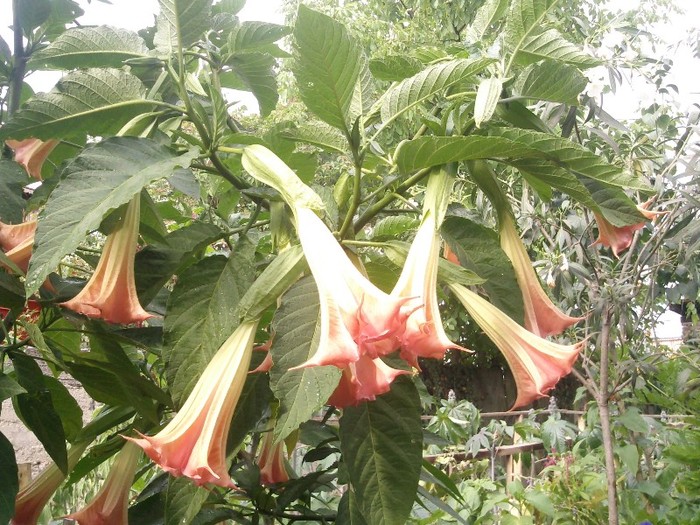 Photo0256 - Datura Inflorita 2011