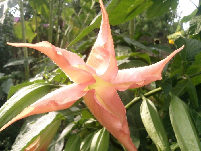 Photo0257 - Datura Inflorita 2011