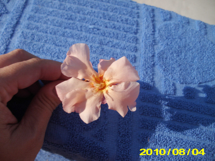 caut - flori