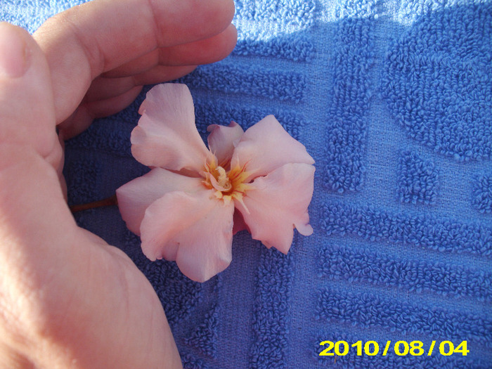 Picture 136 - flori