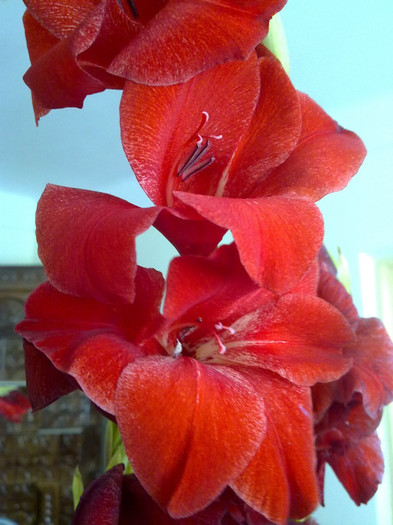 rupta.. - GLADIOLE 2011