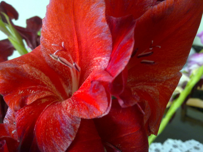 rupta de furtuna - GLADIOLE 2011