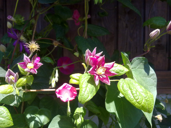 23072011070 - CLEMATITE 2011