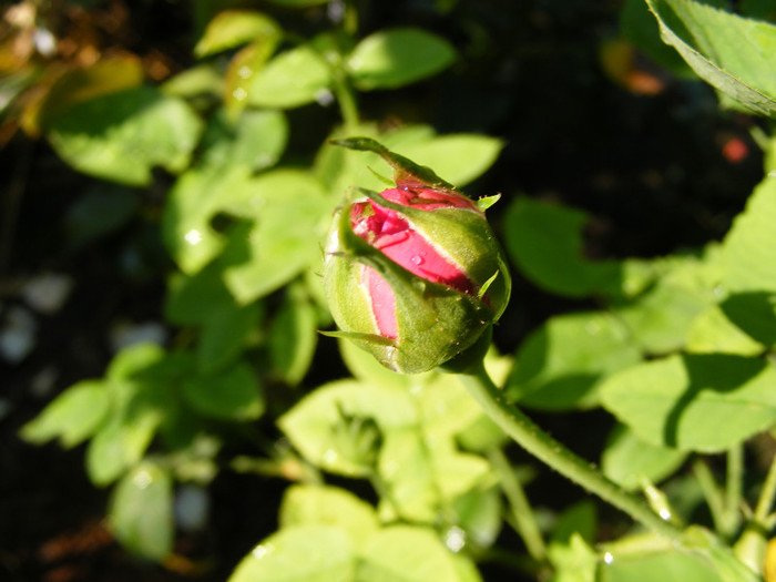 L.D.Braithwaite (AUScrim rose); Shrub(arbust),floare medie- mare,parfum puternic(3-4 din 5 puncte),h 1,05-1,85m
