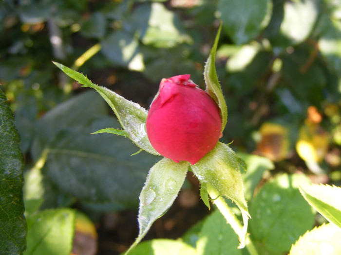 L.D.Braithwaite (AUScrim rose); Shrub(arbust),floare medie- mare,parfum puternic(3-4 din 5 puncte),h 1,05-1,85m
