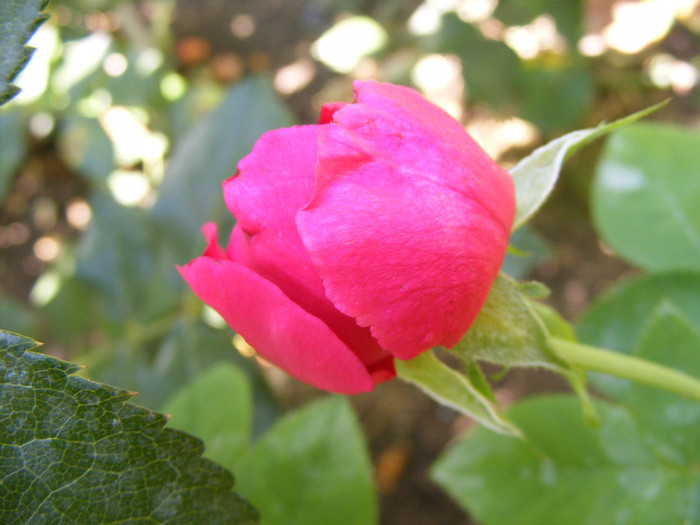 L.D.Braithwaite (AUScrim rose); Shrub(arbust),floare medie- mare,parfum puternic(3-4 din 5 puncte),h 1,05-1,85m
