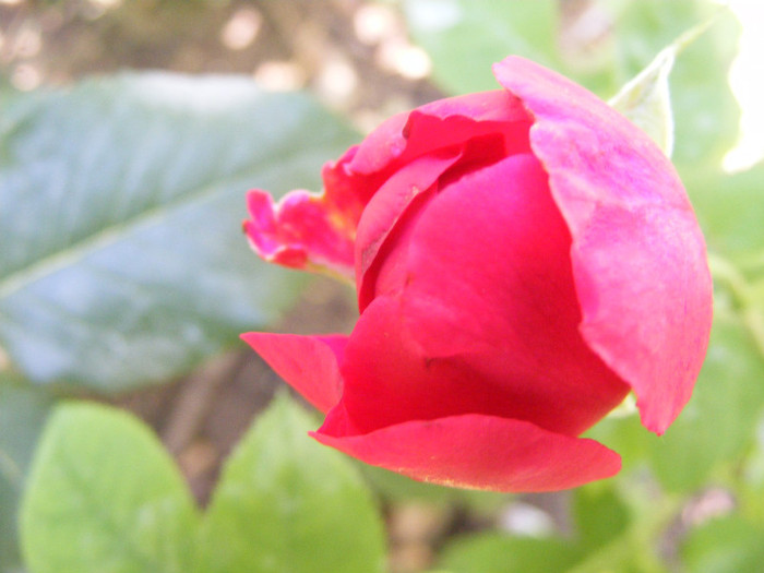 L.D.Braithwaite (AUScrim rose); Shrub(arbust),floare medie- mare,parfum puternic(3-4 din 5 puncte),h 1,05-1,85m
