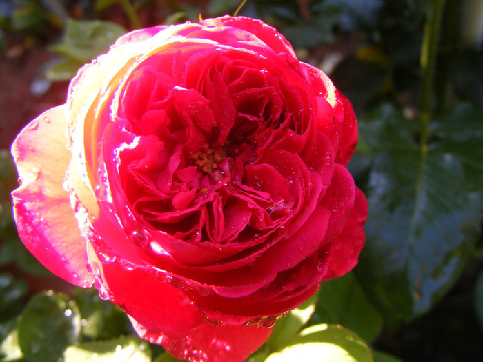 L.D.Braithwaite (AUScrim rose); Shrub(arbust),floare medie- mare,parfum puternic(3-4 din 5 puncte),h 1,05-1,85m

