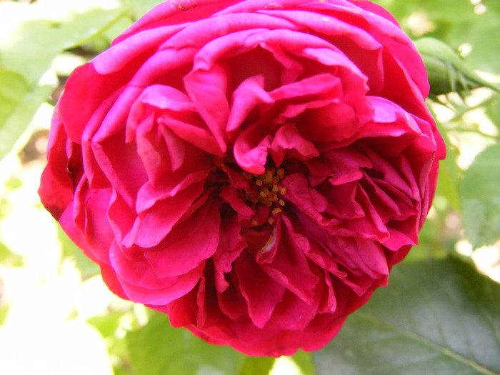 L.D.Braithwaite (AUScrim rose); Shrub(arbust),floare medie- mare,parfum puternic(3-4 din 5 puncte),h 1,05-1,85m
